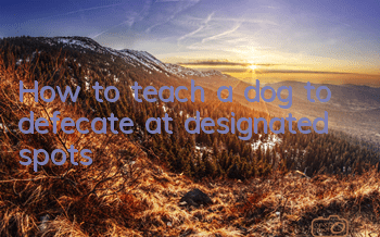 THow to teach a dog to defecate at designated spots?