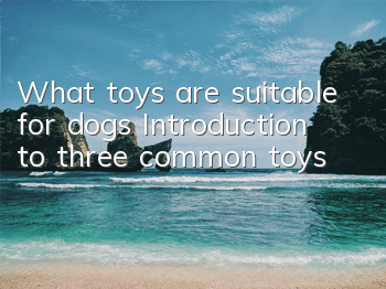 What toys are suitable for dogs? Introduction to three common toys
