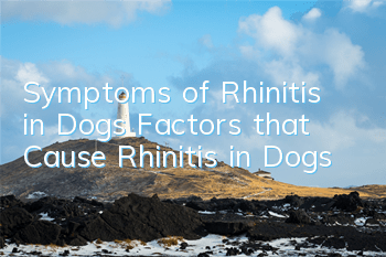 Symptoms of Rhinitis in Dogs Factors that Cause Rhinitis in Dogs