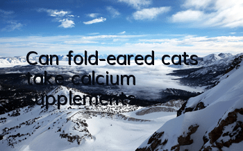 Can fold-eared cats take calcium supplements?