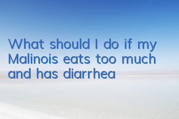 TWhat should I do if my Malinois eats too much and has diarrhea?