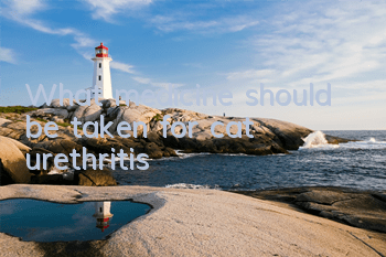 What medicine should be taken for cat urethritis?