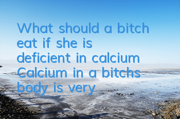 What should a bitch eat if she is deficient in calcium? Calcium in a bitch’s body is very important!