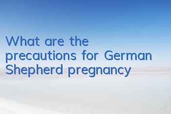 What are the precautions for German Shepherd pregnancy?