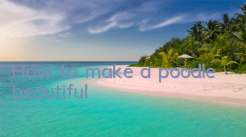 THow to make a poodle beautiful