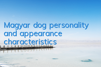 TMagyar dog personality and appearance characteristics
