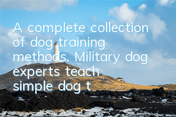 A complete collection of dog training methods. Military dog ​​experts teach simple dog training methods