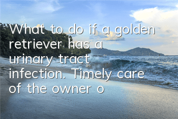 What to do if a golden retriever has a urinary tract infection. Timely care of the owner of a urinary tract infection is crucial!