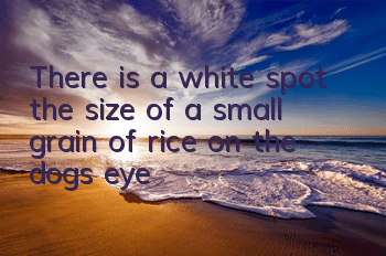 There is a white spot the size of a small grain of rice on the dog's eye