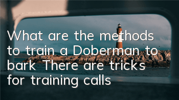 What are the methods to train a Doberman to bark? There are tricks for training calls