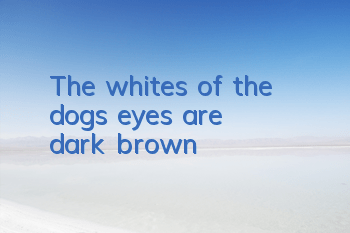 The whites of the dog's eyes are dark brown