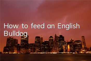 THow to feed an English Bulldog