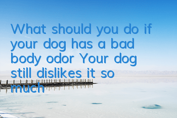 What should you do if your dog has a bad body odor? Your dog still dislikes it so much?