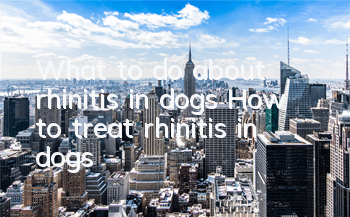 What to do about rhinitis in dogs How to treat rhinitis in dogs