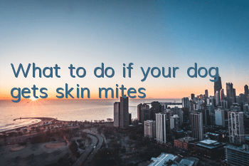 TWhat to do if your dog gets skin mites