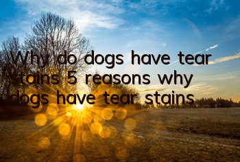 Why do dogs have tear stains? 5 reasons why dogs have tear stains