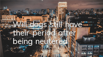 TWill dogs still have their period after being neutered?
