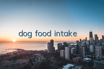 dog food intake