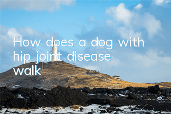 How does a dog with hip joint disease walk?