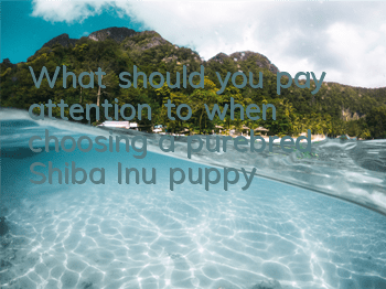 What should you pay attention to when choosing a purebred Shiba Inu puppy?