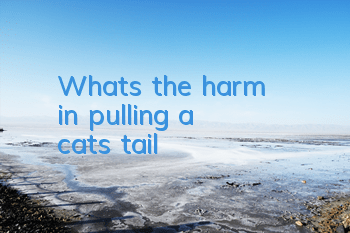 What's the harm in pulling a cat's tail?