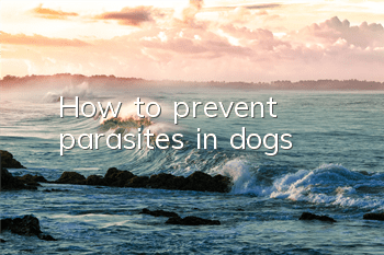 How to prevent parasites in dogs