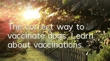 The correct way to vaccinate dogs. Learn about vaccinations.