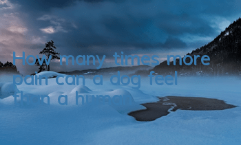 How many times more pain can a dog feel than a human?
