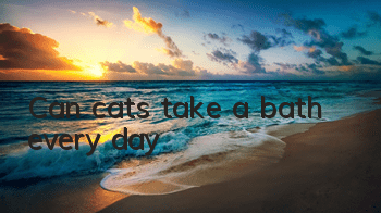 Can cats take a bath every day?