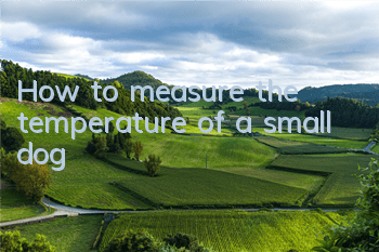 THow to measure the temperature of a small dog