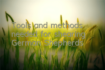 Tools and methods needed for shearing German Shepherds