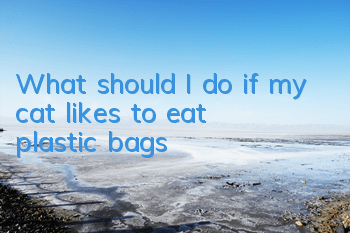 What should I do if my cat likes to eat plastic bags?