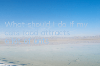 What should I do if my cat’s food attracts a lot of ants?