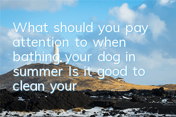 What should you pay attention to when bathing your dog in summer? Is it good to clean your dog now that it’s so hot?
