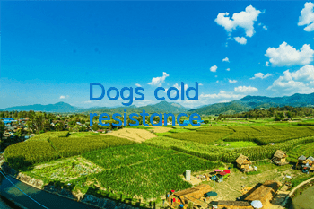 Dog’s cold resistance