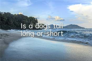 Is a dog's tail long or short?