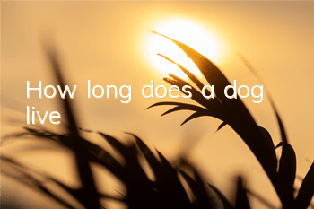 How long does a dog live?