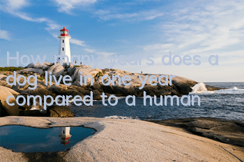 How many years does a dog live in one year compared to a human?