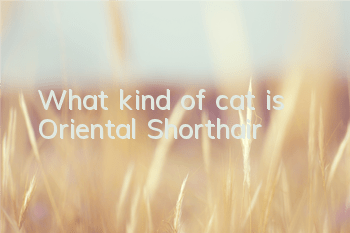 What kind of cat is Oriental Shorthair?