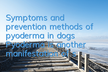 Symptoms and prevention methods of pyoderma in dogs Pyoderma is another manifestation of skin disease