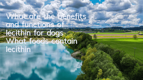 What are the benefits and functions of lecithin for dogs? What foods contain lecithin?