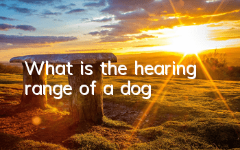 What is the hearing range of a dog?