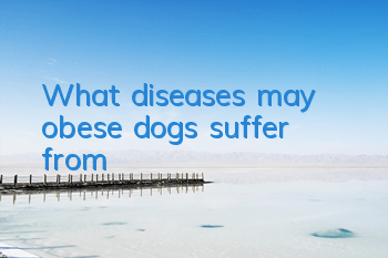 TWhat diseases may obese dogs suffer from?