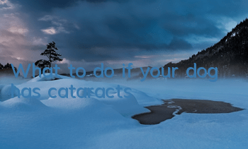 What to do if your dog has cataracts