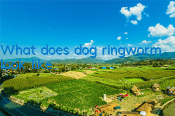 What does dog ringworm look like?