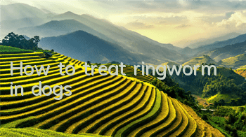 How to treat ringworm in dogs