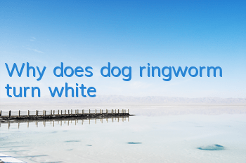 Why does dog ringworm turn white?