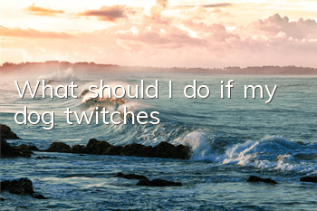 TWhat should I do if my dog ​​twitches?