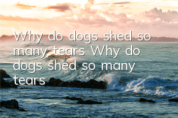 Why do dogs shed so many tears? Why do dogs shed so many tears?