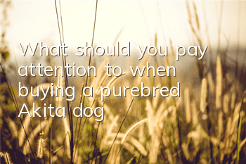What should you pay attention to when buying a purebred Akita dog?
